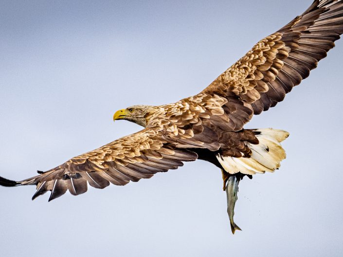 Eagle soaring with fish in talons