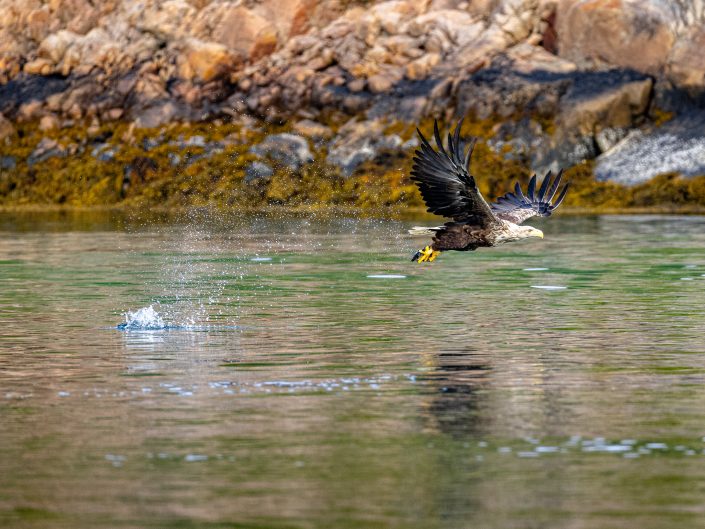 Eagle catching fish over water