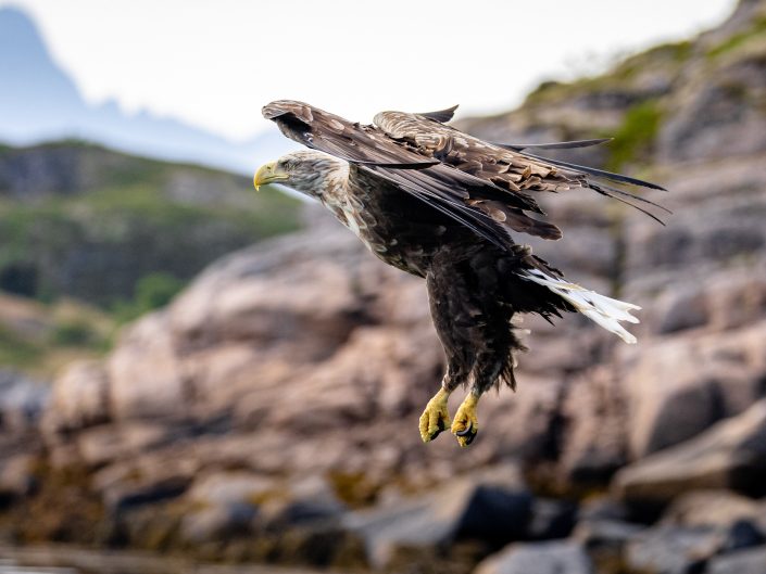 Eagle soaring above rocky landscape.