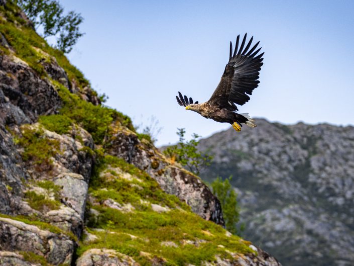 Eagle soaring above rocky landscape.