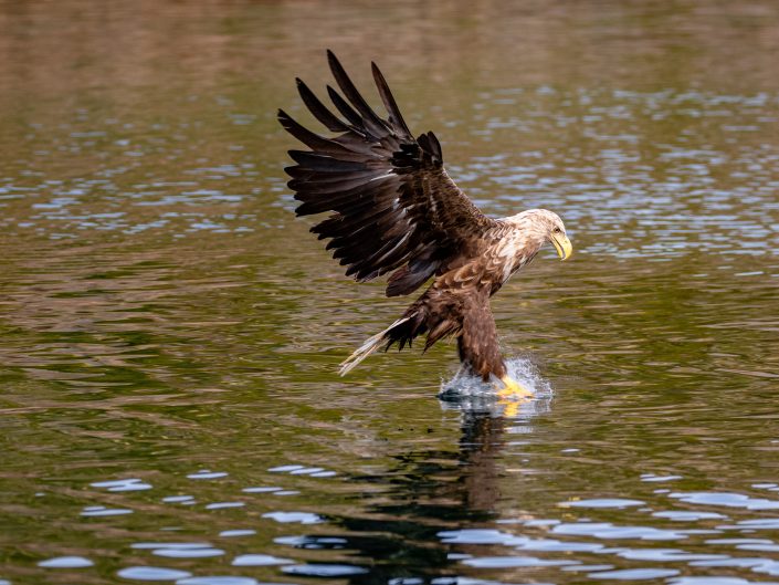 Eagle catching fish on water