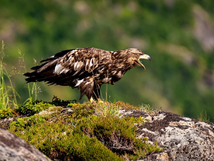 Eagle perched on rocky terrain.