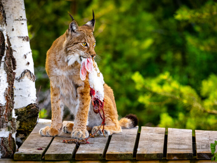 Lynx holding prey in forest