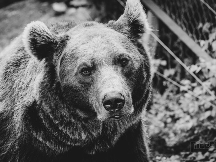 Close-up of a brown bear