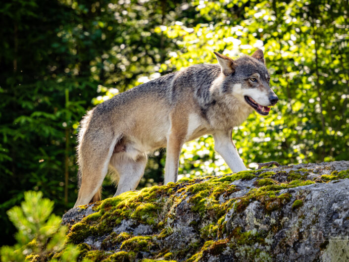 Wolf standing on mossy rock