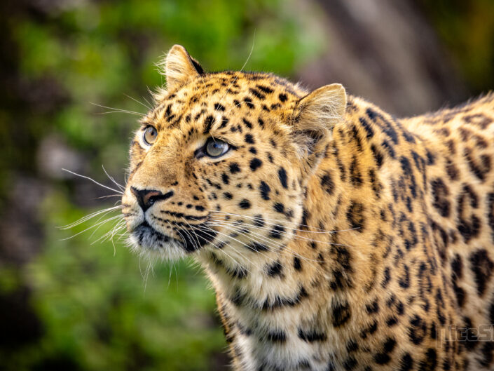 Close-up of a leopard's face.